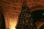Elephant House Christmas Tree