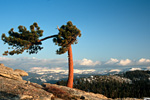 Windblown Tree On Sentinel Dome