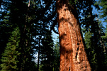 Redwoods At Yosemite