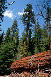 Redwoods At  Yosemite