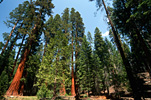 Redwoods At Yosemite