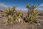 Geocaching In The Desert