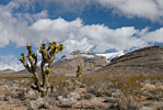 Snow Capped Desert