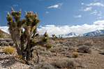 Snow Capped Desert