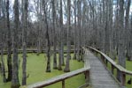 Boardwalk in the swamp