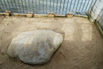 Plymouth Rock