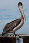 Hungry Pelican