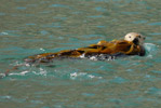 Sea Otters