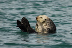 Sea Otter Poses