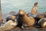 Sea Lions