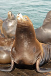 Sea Lions