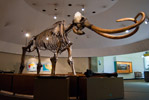 Columbian Mammoth Skeleton