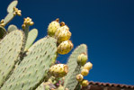 Prickly Pear