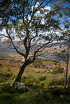 View Of Killarney Lakes From Ladie's View