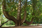 Blarney Castle Tree