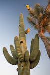 Saguaro Sunset