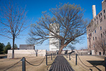 OKC Memorial Survivor Tree