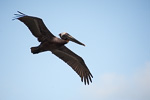 Brown Pelicans