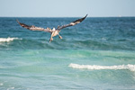 Brown Pelican Hunting