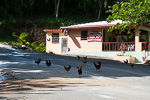 Tortola Wild Chickens